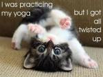 Kitten Yoga Twisted&nbsp;Up