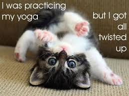 Kitten Yoga Twisted Up